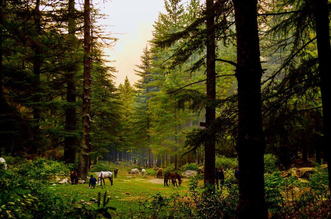 KASOL