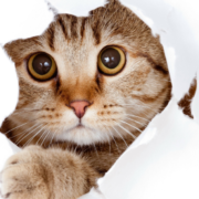 Life Lessons From Our Cat 